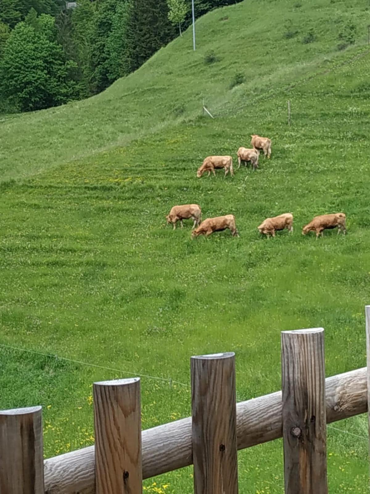 Albergo Diffuso Sauris In Sauris Di Sotto Exteriör bild